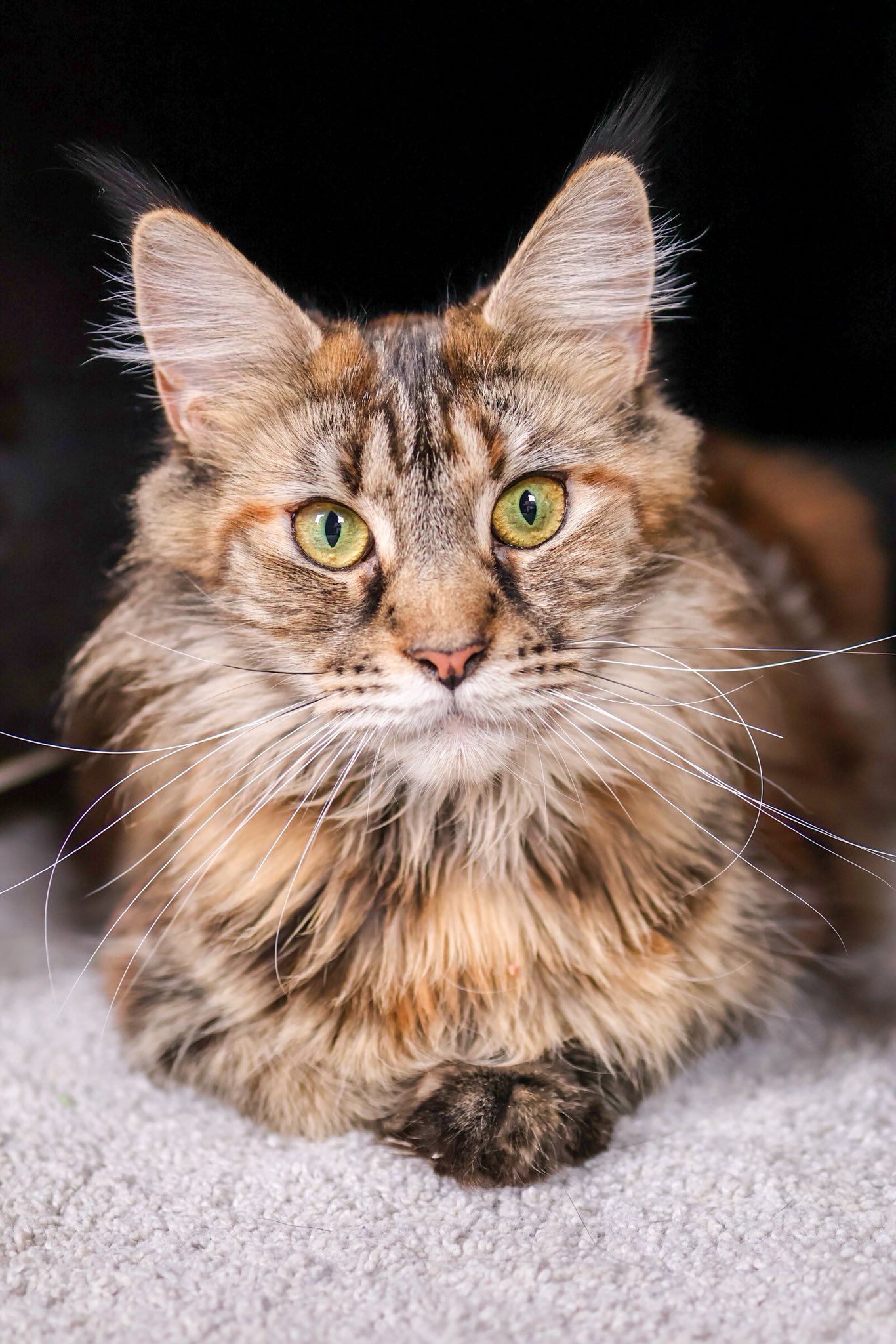 Pet portrait of a Maine Coon cat