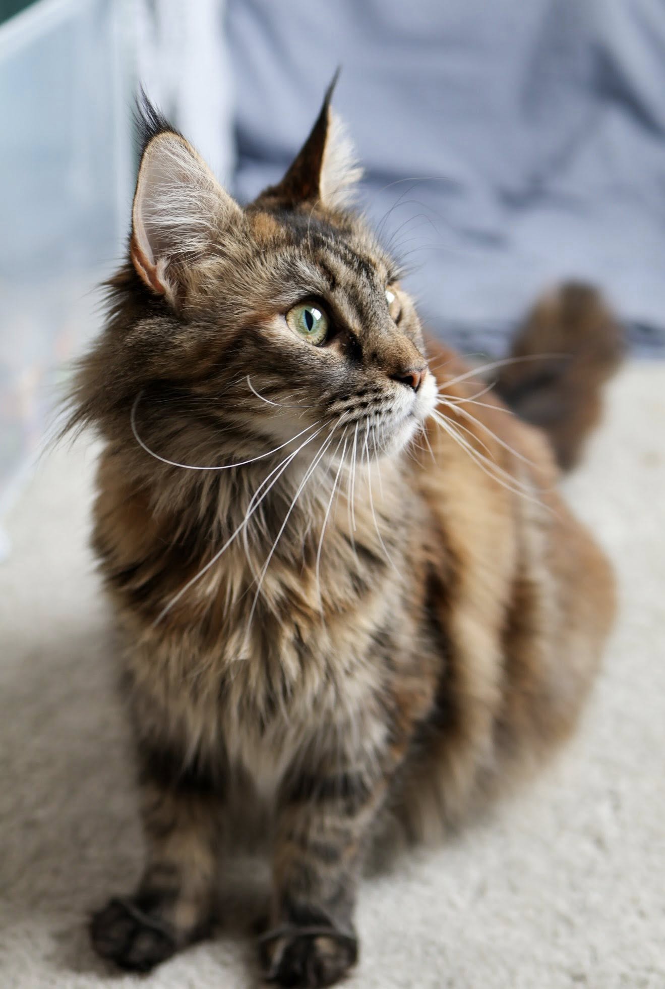Pet portrait of a long-haired cat