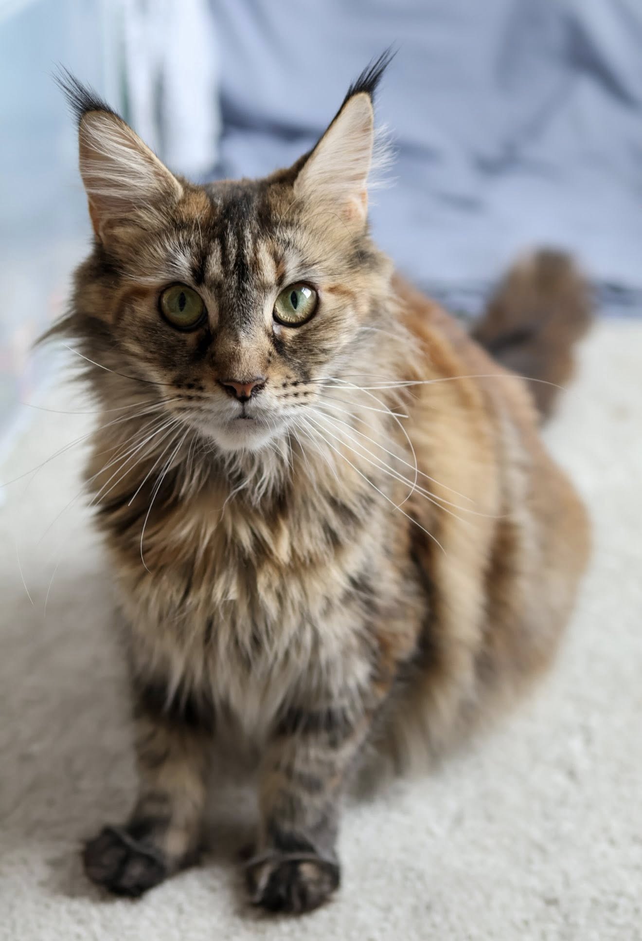 Pet portrait of a Maine Coon cat